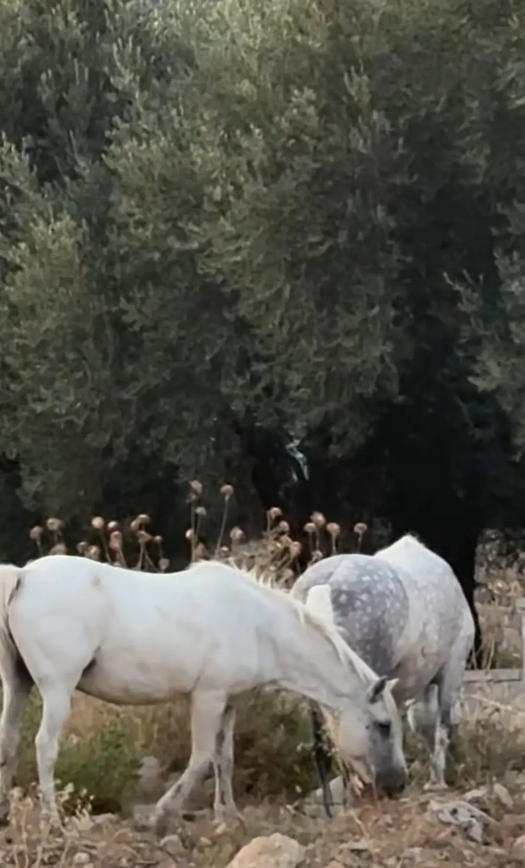 Nataša Bekvalac portal svet